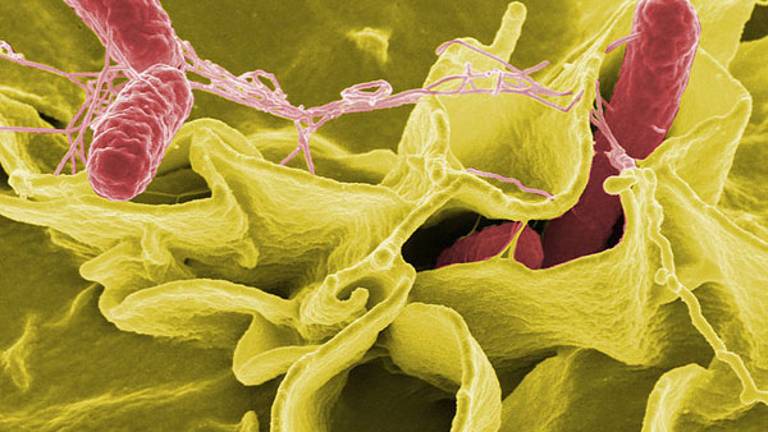 Domnevna salmoneloza: vsaj 40 okuženih