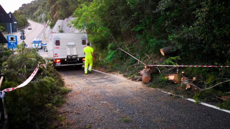Iznad ceste odstranili nevaren borovec