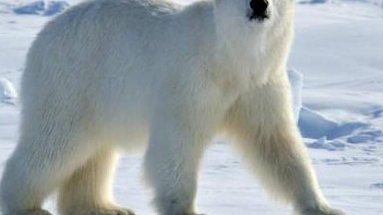 Za pust se bo približal sibirski medved