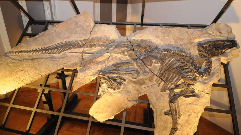 Antonio zahteva svoj rep