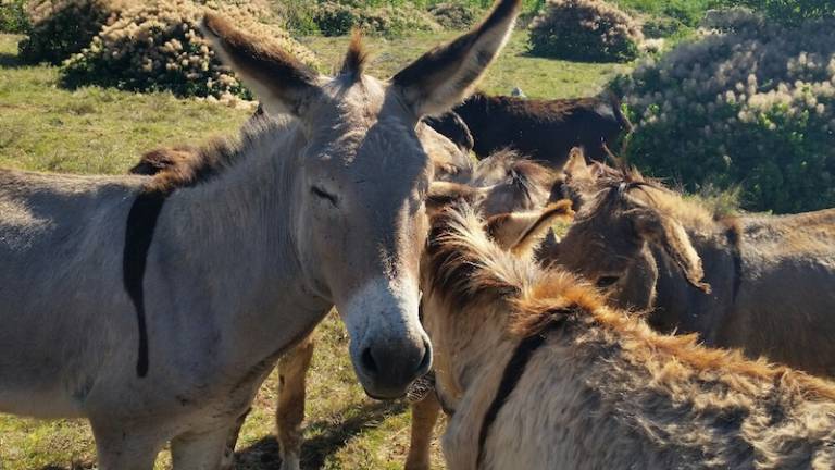 V Doberdobu krompirjev festival in oslovski praznik