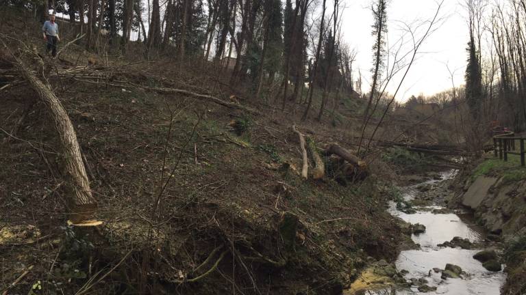 Akacije iz Pevme na Tridentinsko