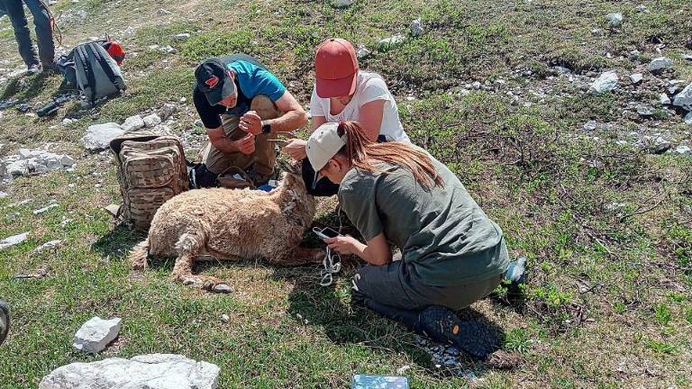 Na Kaninu rešili kozoroginjo (VIDEO)