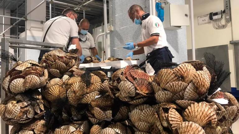V Trstu zasegli 150 kilogramov uvoženih morskih sadežev