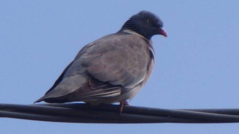 Golobi grivarji namesto grlic