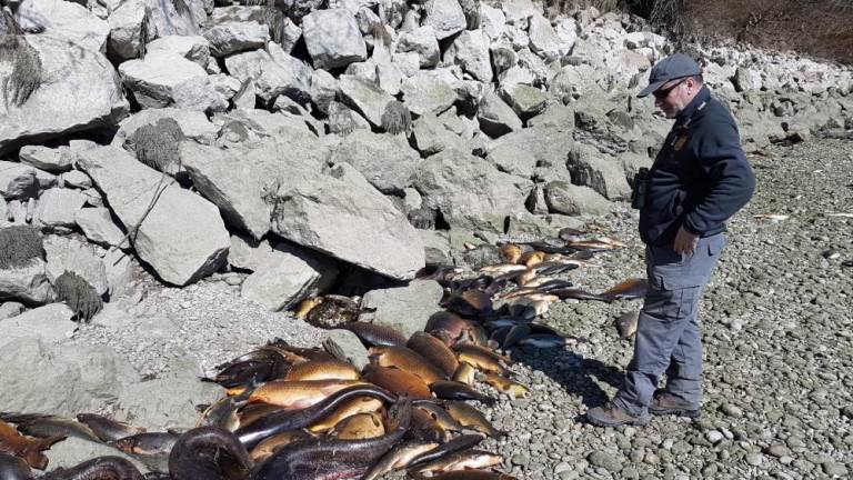 Pogin rib na Soči pod Gradiščem prijavili tožilstvu