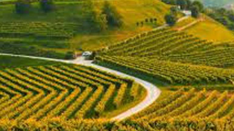 Prosecco v Unesco brez Proseka