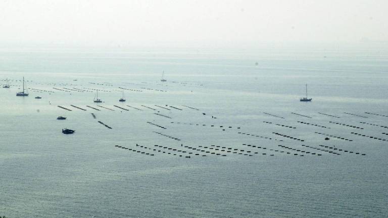 Trža&scaron;ke klapavice zastrupile več deset ljudi