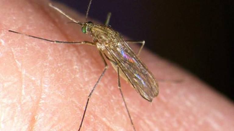 V FJK prva letošnja žrtev virusa Zahodnega Nila