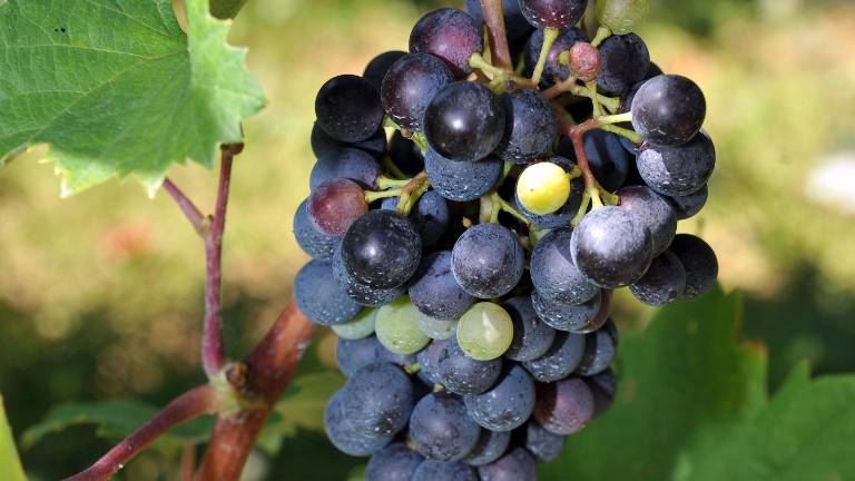 Sadja bo manj, vina verjetno tudi