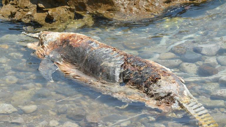 Poginuli delfin na obali