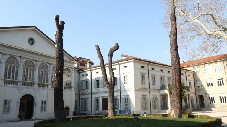 Goba &raquo;pokončala&laquo; cedre