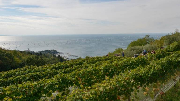 Lastnike neobdelanih zemljišč bodo povezovali z vinogradniki