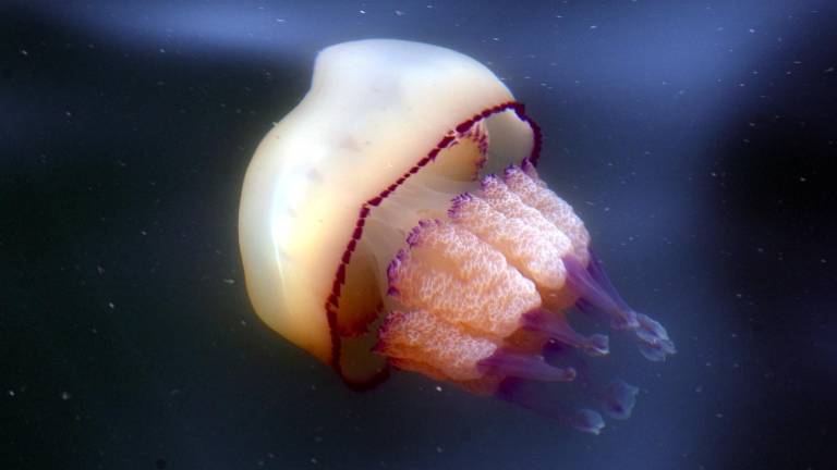 Ožigi meduz so lahko zelo boleči