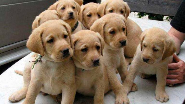 Za vsakega mladiča so nezakonito zaslužili do 900 evrov