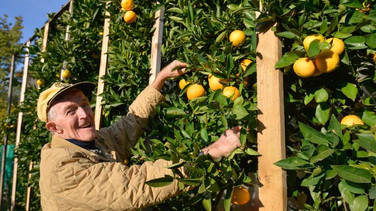 Mandarine na Krmenki