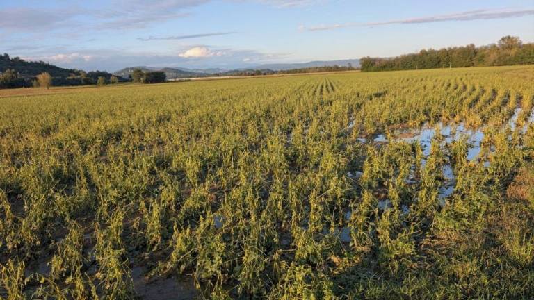 Toča prizadela preko tisoč hektarjev kmetijskih površin