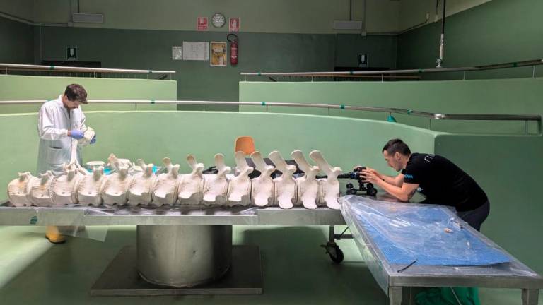 S prenovljenim skeletom bo brazdasti kit zaživel novo življenje