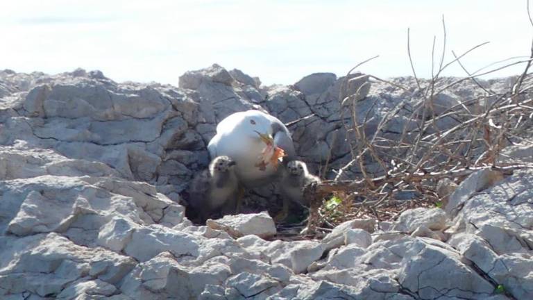 V galebjem gnezdu dva mladiča