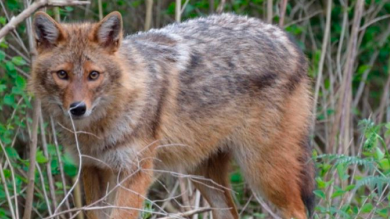Število zlatih šakalov pri nas naglo narašča, srnjadi pa je vse manj