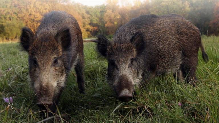 Na Krasu manj divjih prašičev kot prejšnja leta