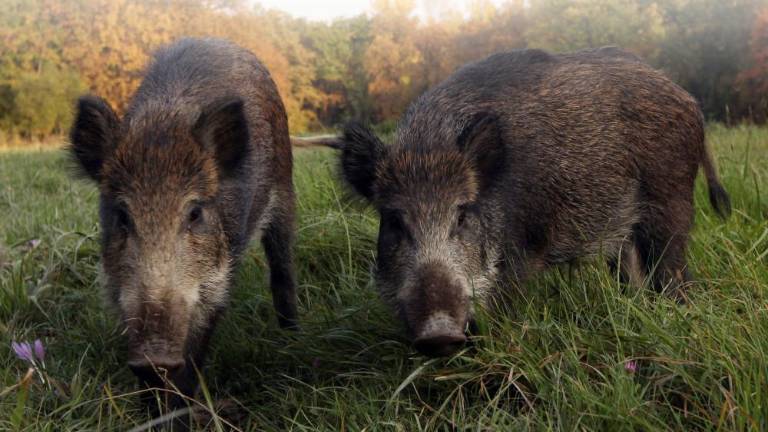 Med lovom v Brkinih ustrelil kolega