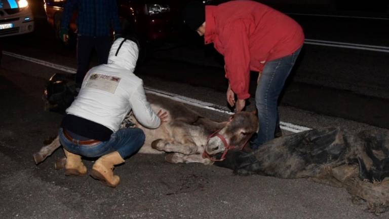 Osli povzročili nesrečo