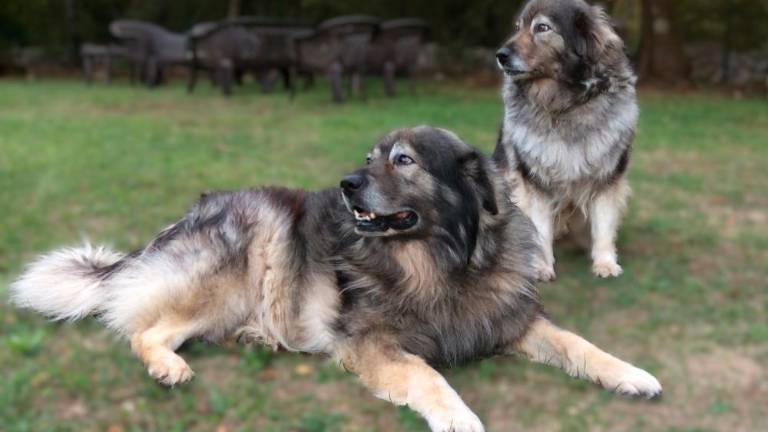 Kraški ovčar Brut na duhovit način ponuja vpogled v svoje življenje