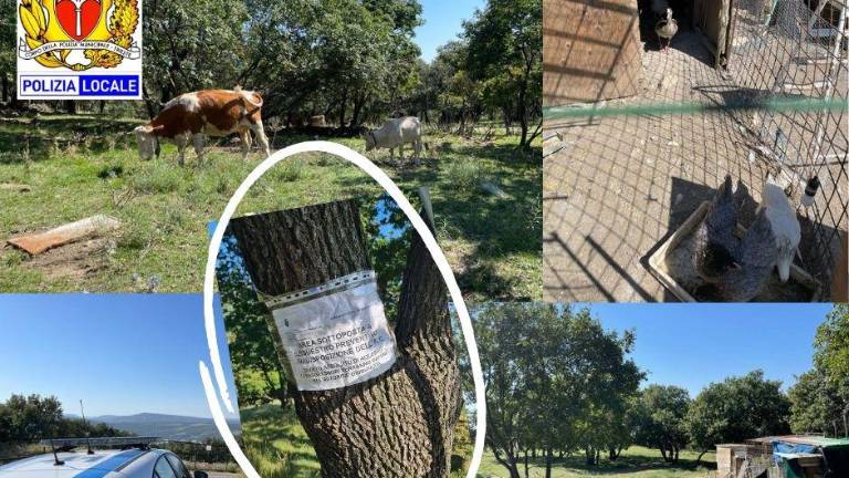 Na občinskem ozemlju si je uredil pašnik