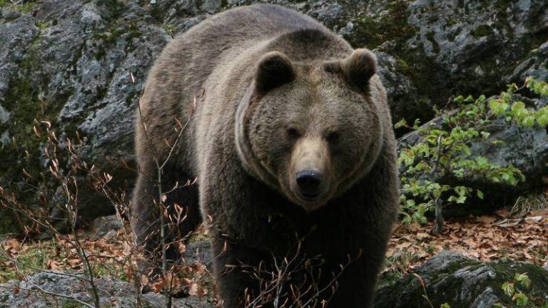 Dvojice medvedov v Italiji še ne bodo odstrelili