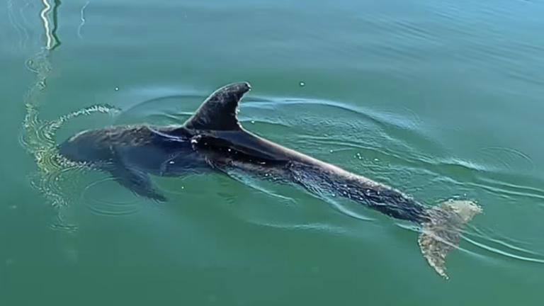V mandraču Sacchetta poginil delfin
