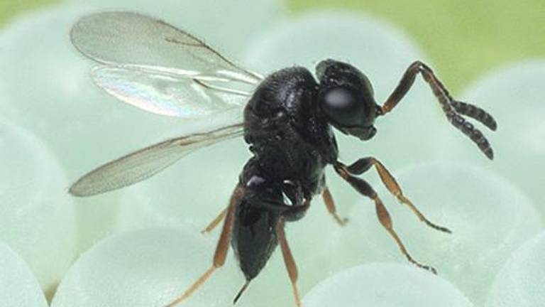 Azijski dvoboj na tujih tleh: s samurajskimi osicami nad smrdljivke