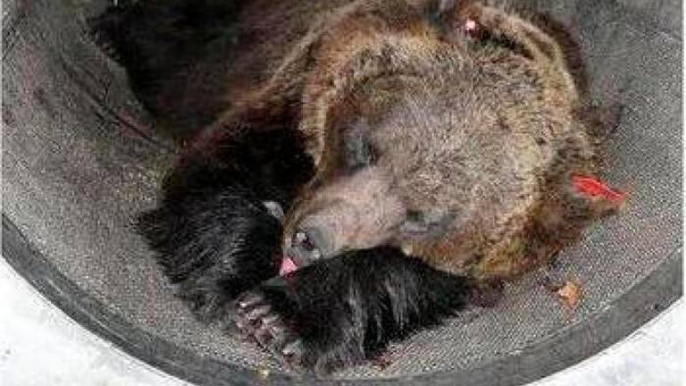 Nova odredba za odstrelitev medvedke Jj4