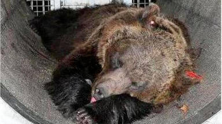 Ulovili medvedko Jj4, bila je z mladiči