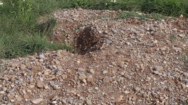 Boter jazbec se pripravlja na zimo