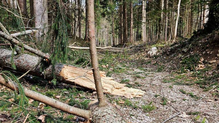 Veter v Sloveniji poškodoval vsaj 100.000 kubičnih metrov drevja (foto)