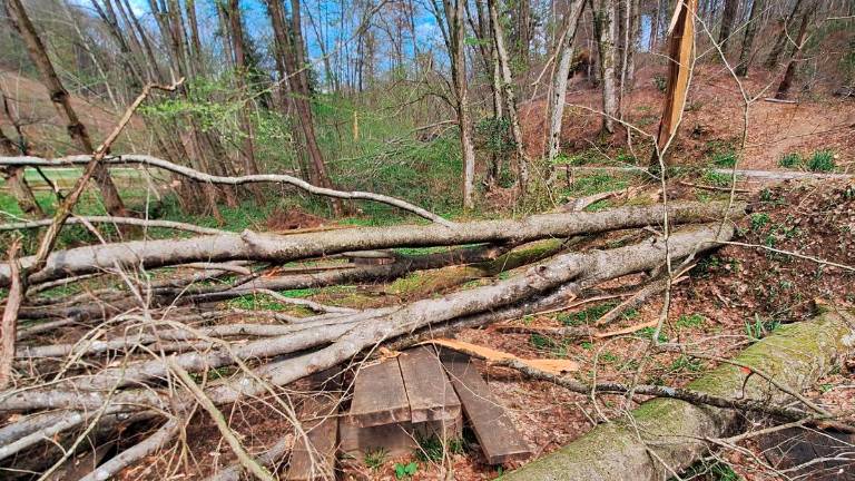 Veter v Sloveniji poškodoval vsaj 100.000 kubičnih metrov drevja (foto)