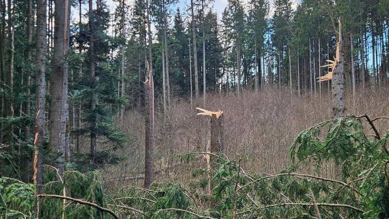Veter v Sloveniji poškodoval vsaj 100.000 kubičnih metrov drevja (foto)