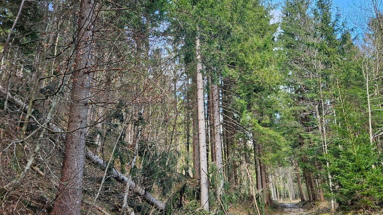 Veter v Sloveniji poškodoval vsaj 100.000 kubičnih metrov drevja (foto)
