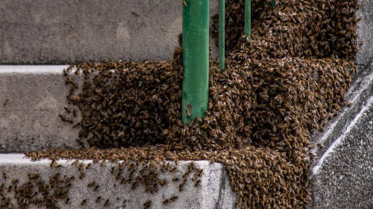 Čebel ne smemo odganjati z razpršilcem