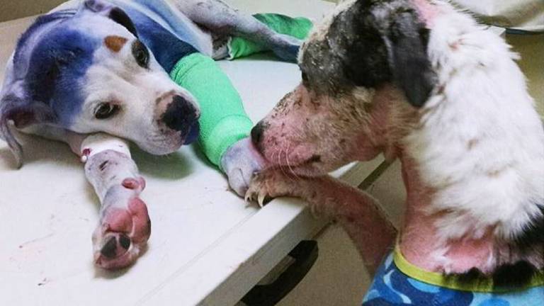 Začenja se festival Amidei