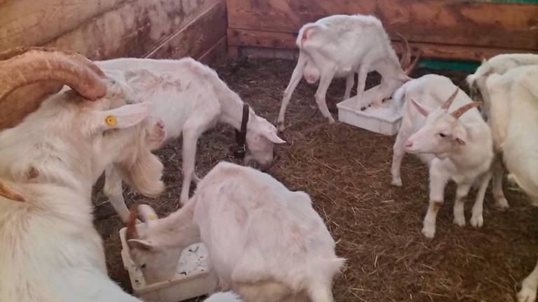 Kruto trpinčenje živali pri Trebčah