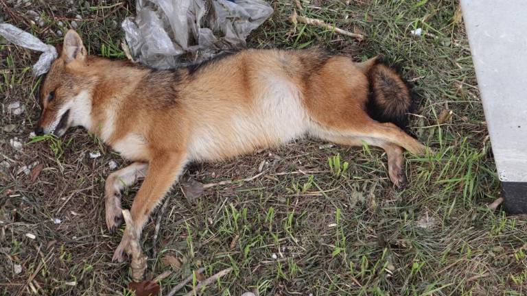 Ni šlo za lisico, temveč za šakala