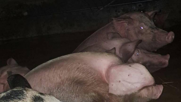 Zalilo je Branik in Spodnjo Branico