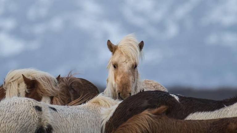»Divji svet me zelo privlači, ker je svoboden«