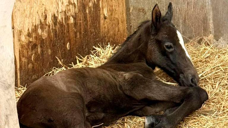 V Kobilarni Lipica dočakali rojstvo prvega letošnjega žrebeta