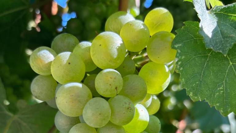 Napočil je čas za trgatev