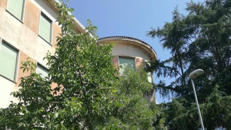 »Kaj bo z mogočnimi drevesi okrog nekdanje splošne bolnišnice?«