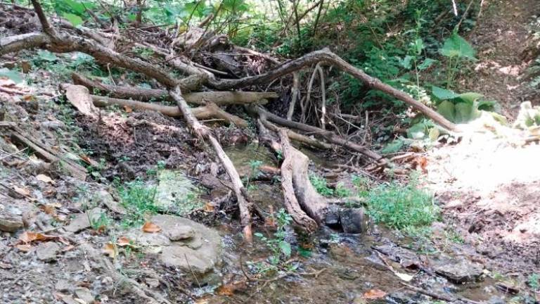 V Slavčkovem potoku več dreves, ki bi ob neurju lahko povzročila škodo