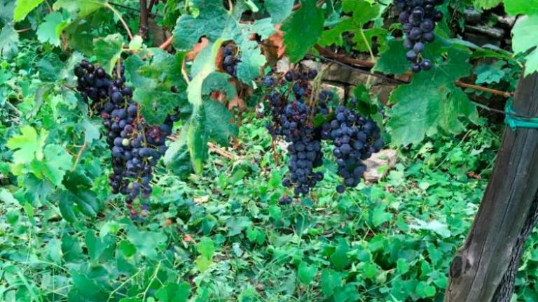 Sobotna toča povzročila znatno škodo v vinogradih